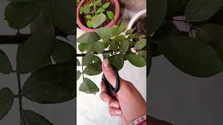 Before winter Rose plant care tips 🌱👍 [upl. by Reger]