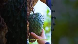 🥝 Tropical Delight Cutting Ripe Soursop Fruit Right Off the Tree graviola soursop fruit shorts [upl. by Anerys565]