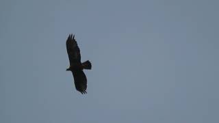 Golden Eagle Isle of Mull 20th June 2017 [upl. by Nevaeh212]