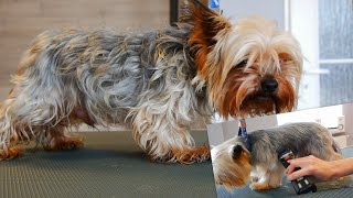 Full Grooming Yorkshire Terrier  From Start to Finish [upl. by Milon]