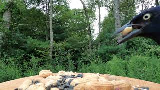 Blue Jays Woodpecker Cardinal Nuthatch Grackle [upl. by Davenport]