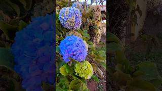 🥰 JARDIM DE HORTÊNSIAS MARAVILHOSAS NO PÉ DO MURO 💜💙💚 viral flores feedinscritos shorts [upl. by Melleta]