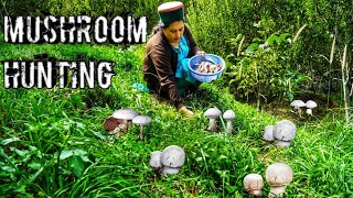 Horse Mushroom Agaricus Arvensis Hunting Kinnaur HP Wild Mushroom [upl. by Nolad]