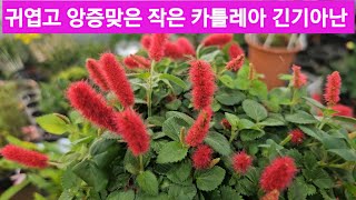 추위에 강한꽃 노랑할미꽃 토끼싸리 치노독사 백리향 운간초 금어초 [upl. by Newmark777]