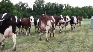 Procross Herd in Cremona 2  3 way crosses [upl. by Aruon]