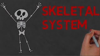 SKELETAL SYSTEM  Definition and Functions [upl. by Corvin]