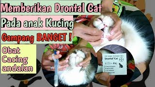 cara memberikan drontal pada anak kucing Drontal Cat untuk kitten Perawatan Kucing [upl. by Aneer783]