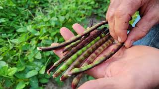 Picking Shelling and Cooking Purple Hull Peas [upl. by Analiese709]