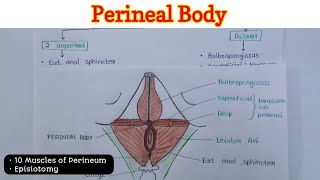 Perineal Body  Perineum 26 [upl. by Aicatsan]