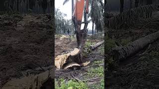 Oil Palm tree chipping [upl. by Eenttirb726]