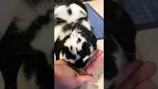 SO CUTE 🐰😍😍 music song lyrics musica remix cat rabbitmusic cute rabbit pets [upl. by Ong]