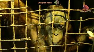 Breathtaking rescue of a young orangutan in an abandoned zoo Captive since he was a baby orangutan [upl. by Three]