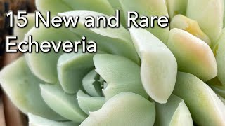 15 Rare Echeveria with Names  New and Interesting collectable Varieties [upl. by Karl885]