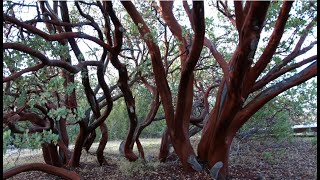 Pruning manzanitas  a keystone species [upl. by Nauqad]