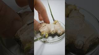 Ginger Root timelapse [upl. by Suiratnauq]