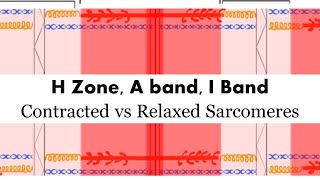 Contracted vs Relaxed Sarcomere H zone A Band I Band [upl. by Eet664]