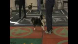 Heelwork to Music Sheltie Training day [upl. by Birgit]