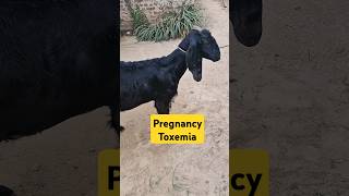 Pregnancy toxemia  Anorexia  bloat  Anaemia  improperly gait in goat [upl. by Moria555]