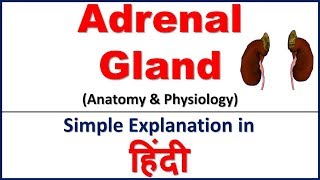 Adrenal Gland Anatomy amp Physiology  Endocrine System in Hindi  Bhushan Science [upl. by Edaw]