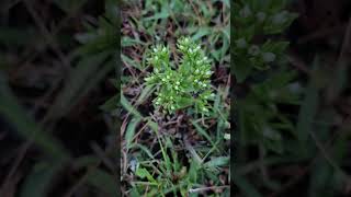 Tiny Hoppea fastigiata  with white flowers [upl. by Airel725]