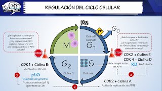 BASES DEL CANCER  Biología molecular [upl. by Nisaj]