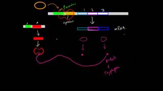 Negative InducibleRepressible Operons [upl. by Noed]