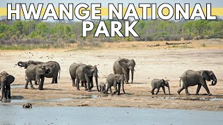 Hwange National Park Exploring the African Wilderness  Zimbabwe Travel Guide [upl. by Brenden768]