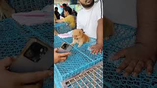 galif Street pet market today dog price update [upl. by Torrlow371]