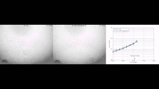 Rapid antimicrobial susceptibility testing of E coli [upl. by Innos]