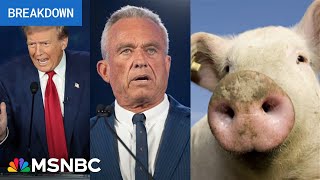 MAGA panic Dogs cats amp piggie meltdown haunt Trump as GOP warns of election bloodbath [upl. by Kort938]