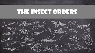 Defining Characteristics of the Insect Orders  Entomology [upl. by Ck]