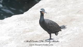 DOUBLECRESTED CORMORANT preening Phalacrocorax auritus [upl. by Aetnahs]