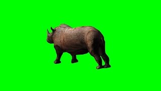 rhinoceros attack  green screen 3 [upl. by Ilrahs]