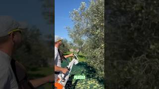 Pujiška 💚 farming stihl olive [upl. by Cheatham]