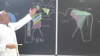 Articulation acromio claviculaire cours statique [upl. by Navek]