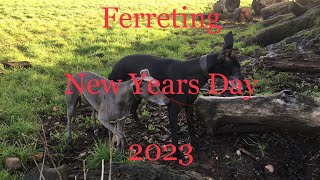 New Years Day Ferreting Tree’s Hedgerows and ditch’s Whippets and Lurchers At Work [upl. by Nodanrb]