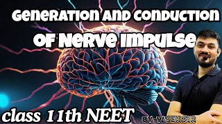 Generation and Conduction of Nerve Impulse  Neural Control and Coordination class 11 [upl. by Htessil954]