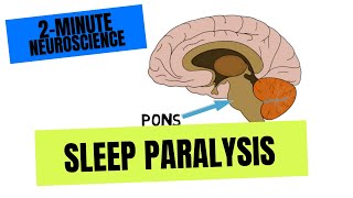 2Minute Neuroscience Sleep Paralysis [upl. by Dita941]