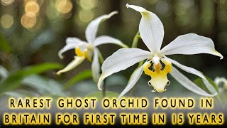 Rarest Ghost Orchid Found in Britain for First Time in 15 Years  ZINFO NEWS [upl. by Anastos]