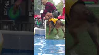 Redpath Waterfront Festival Dog Dock Diving [upl. by Ettennod533]