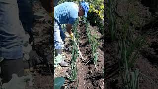 cultivando las plantitas de legumbres [upl. by Ahsinelg721]