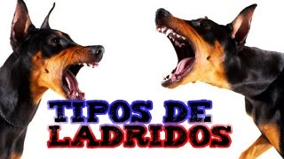 TIPOS DE LADRIDOS I [upl. by Alrich]