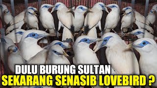 MIRIS  SEMURAH INIKAH HARGA JALAK BALI SEKARANG DIPASAR BURUNG PRAMUKA [upl. by Crandale361]