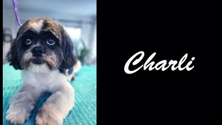 Dog Grooming ShihTzu Charli [upl. by Hayman]