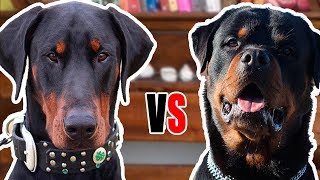 ROTTWEILER VS DOBERMAN  Comparação entre raças [upl. by Elicec270]