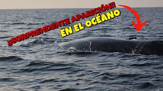 ¡BALLENAS GIGANTES nos sorprenden mientras pescamos en aguas profundas [upl. by Nauqet]