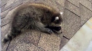 Raccoon Baby Screaming for Mom on the Roof [upl. by Boor234]