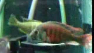 Haplochromis uganda fire red Cichlid breeding [upl. by Llertak606]