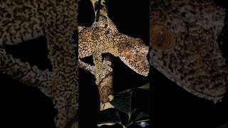 Meet the ShinyEyed LeafTailed Gecko A Rare and Beautiful New Species [upl. by Clotilde504]