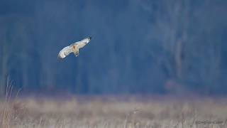 Shorteared Owl flying [upl. by Nomla]